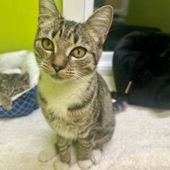 Rescue Domestic Short Hair Cats for Adoption in East Montpelier, Vermont - Mel | PetCurious