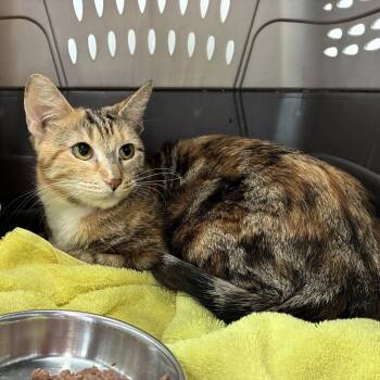 Domestic Short Hair Cats Available for Adoption in Skokie, Illinois - Janie | PetCurious