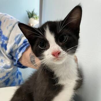 Domestic Short Hair Cats Available for Adoption - Rabbit (bonded W/ Eeyore) | PetCurious