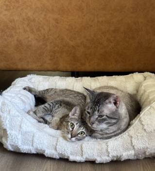Rescue Tabby Cats for Adoption in Austin, Texas - Krabby Patty | PetCurious