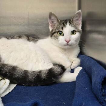 Domestic Short Hair Cats Available for Adoption in Newport, Tennessee - Little Girl | PetCurious