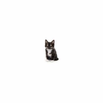 Sparkle -  Domestic Medium Hair Cat for Adoption in Los Angeles, California - Sparkle | PetCurious