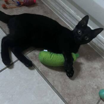 Minnie Mouse -  Domestic Short Hair Cat for Adoption in Wanaque, New Jersey - Minnie Mouse | PetCurious