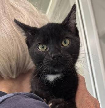 Harrison -  Domestic Short Hair Cat for Adoption in Traverse City, Michigan - Harrison | PetCurious
