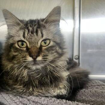 Miss Patty -  Domestic Medium Hair Cat for Adoption in Dayton, Ohio - Miss Patty | PetCurious