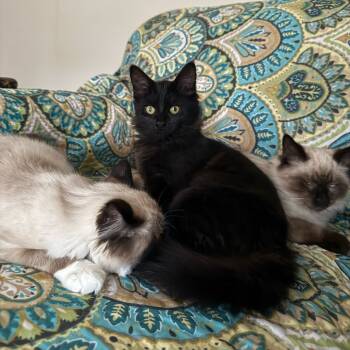 Rescue Domestic Long Hair Cats for Adoption in Aspinwall, Pennsylvania - Toph | PetCurious