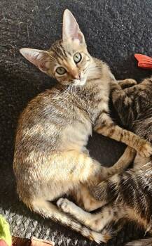 Rescue Domestic Short Hair Cats for Adoption in Fort Lauderdale, Florida - Dolly | PetCurious