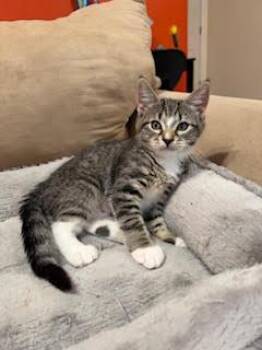 Cady Heron -  Domestic Short Hair Cat for Adoption in Portland, Oregon - Cady Heron | PetCurious
