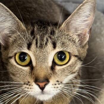 Domestic Short Hair Cats Available for Adoption in Decatur, Georgia - Betsy | PetCurious