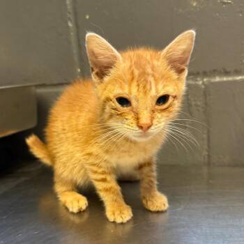 TUSC-Stray-85036 -  Domestic Short Hair Cat for Adoption in Tuscaloosa, Alabama - TUSC-Stray-85036 | PetCurious