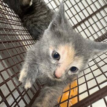 Cholula -  Domestic Medium Hair Cat for Adoption in Lufkin, Texas - Cholula | PetCurious