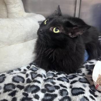 Domestic Long Hair Cats Available for Adoption in Blaine, Minnesota - Eclipse  | PetCurious