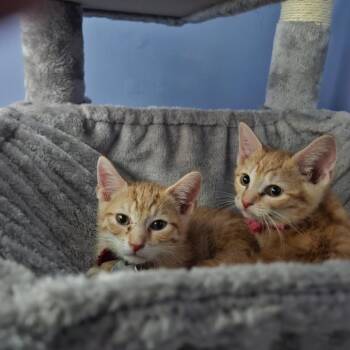 Romy -  Domestic Short Hair Cat for Adoption in St. Louis, Missouri - Romy | PetCurious