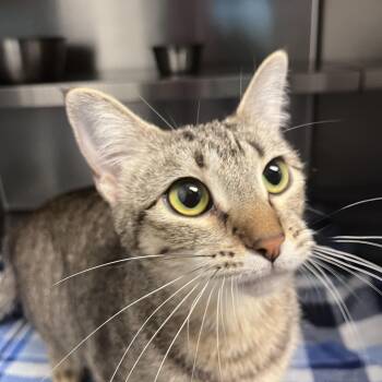 Domestic Short Hair Cats Available for Adoption in Liberty, Missouri - Mary Kate | PetCurious