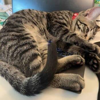Waffles -  Domestic Short Hair Cat for Adoption in Atlanta, Georgia - Waffles | PetCurious
