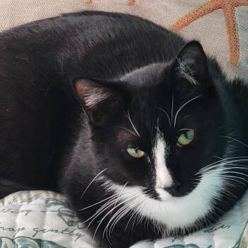 Domestic Short Hair Cats Available for Adoption in Abingdon, Maryland - 0226-59 FRA Domino | PetCurious