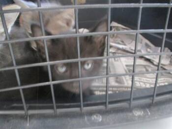Domestic Short Hair Cats Available for Adoption in Ocala, Florida - LENNY | PetCurious