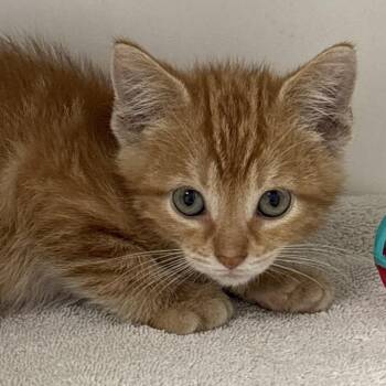 Egg -  Domestic Short Hair Cat for Adoption in Naperville, Illinois - Egg | PetCurious
