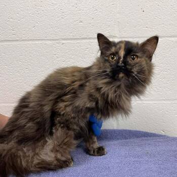 Domestic Medium Hair Cats Available for Adoption in Harrisonburg, Virginia - Madeline | PetCurious