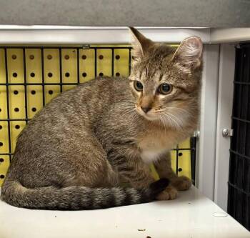 Special K -  Domestic Short Hair Cat for Adoption in St. Cloud, Florida - Special K | PetCurious
