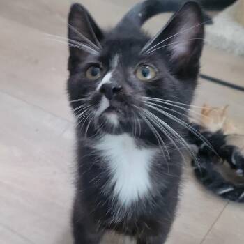 Teddy -  Domestic Short Hair Cat for Adoption in Portage, Michigan - Teddy | PetCurious