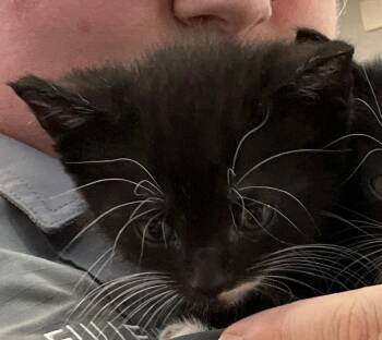 Domestic Short Hair Cats Available for Adoption in Richland Hills, Texas - Spooky | PetCurious