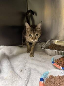 Domestic Short Hair Cats Available for Adoption - Lucille Ball | PetCurious