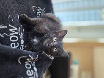 Mylie -  Domestic Short Hair Cat Available for Adoption in Barrière, British Columbia - Mylie | PetCurious