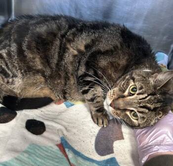Mickey -  Domestic Short Hair Cat for Adoption - Mickey | PetCurious