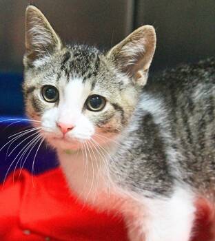 Birch -  Domestic Short Hair Cat for Adoption - Birch | PetCurious