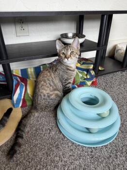 McKay -  Domestic Short Hair Cat for Adoption in West Mifflin, Pennsylvania - McKay | PetCurious
