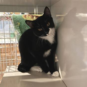 Harry Edward -  Manx Cat for Adoption in Salisbury, Massachusetts - Harry Edward | PetCurious