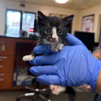 Piper -  Domestic Short Hair Cat for Adoption in Pasadena, California - Piper | PetCurious