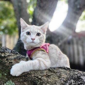 Domestic Short Hair Cats Available for Adoption - Lyra | PetCurious