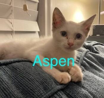 Rescue Domestic Short Hair Cats for Adoption in New Bern, North Carolina - ASPEN Kitten | PetCurious