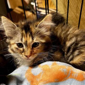 Shelby -  Domestic Medium Hair Cat for Adoption in Moses Lake, Washington - Shelby | PetCurious