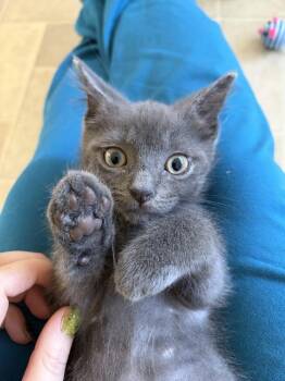 Diego -  Domestic Short Hair Cat for Adoption in Alexandria, Virginia - Diego | PetCurious