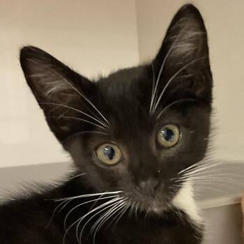 Niko -  Domestic Short Hair Cat for Adoption in Redwood City, California - Niko | PetCurious
