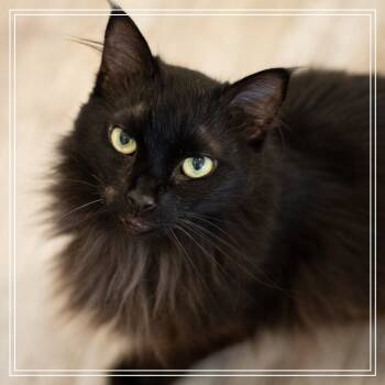 Rescue Domestic Long Hair Cats for Adoption in Cumming, Georgia - Marcus | PetCurious