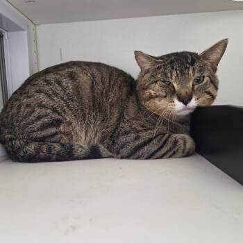 Domestic Short Hair Cats Available for Adoption in North Battleford, Saskatchewan - Tommy | PetCurious