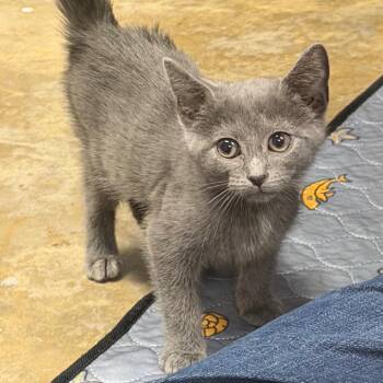 Primrose -  Domestic Short Hair Cat for Adoption in Hernando, Mississippi - Primrose | PetCurious