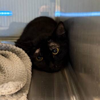 Loveless -  Domestic Short Hair Cat for Adoption in Abilene, Texas - Loveless | PetCurious