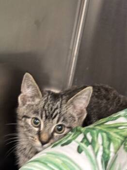 Rescue Domestic Short Hair Cats for Adoption in Batavia, Ohio - Gina | PetCurious