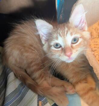 Rudy -  Domestic Medium Hair Cat for Adoption in Louisa, Virginia - Rudy | PetCurious