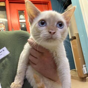 Action Item -  Domestic Short Hair Cat for Adoption in Austin, Texas - Action Item | PetCurious