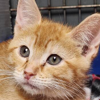 Wingstop (Mercedes) K45808 -  Domestic Short Hair Cat for Adoption in Corsicana, Texas - Wingstop (Mercedes) K45808 | PetCurious