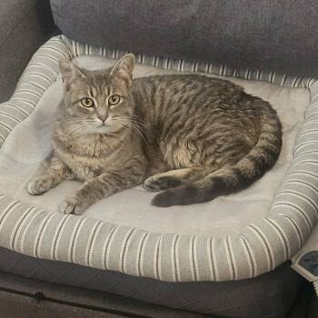 Tabby and Domestic Short Hair Cats Available for Adoption - Thumbelina | PetCurious