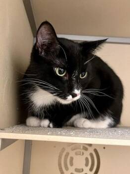 Verbena -  Domestic Short Hair Cat Available for Adoption in Webster, Wisconsin - Verbena | PetCurious
