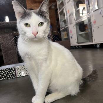 Domestic Short Hair Cats Available for Adoption in Folsom, Louisiana - Edwin | PetCurious