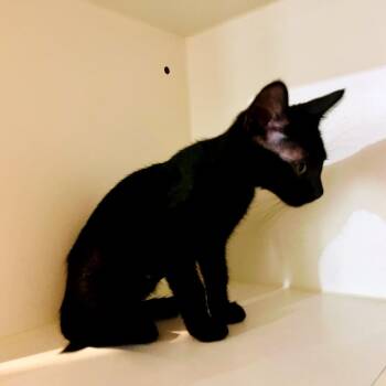Blaster -  Domestic Short Hair Cat for Adoption in Sarasota, Florida - Blaster | PetCurious